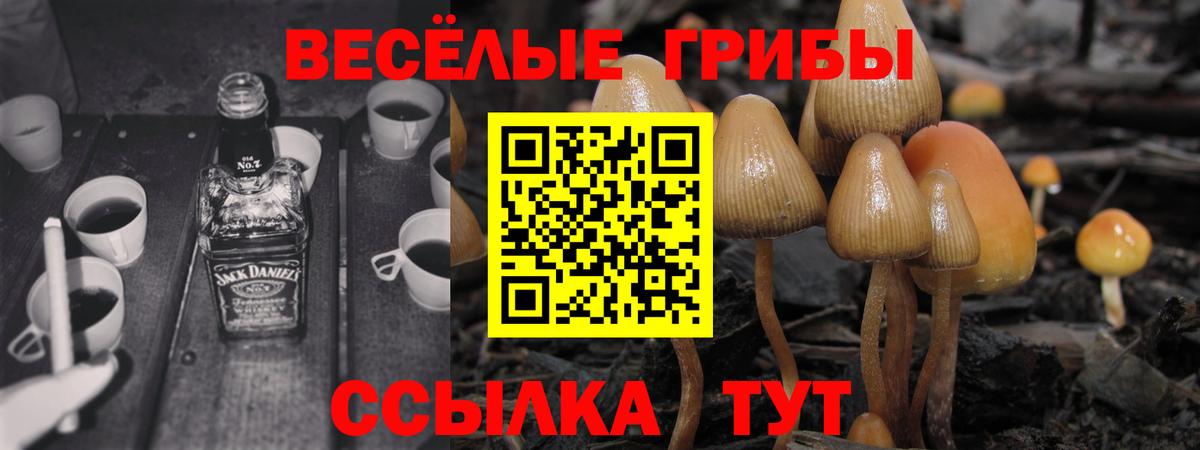 Псилоцибиновые грибы мицелий Новоалтайск